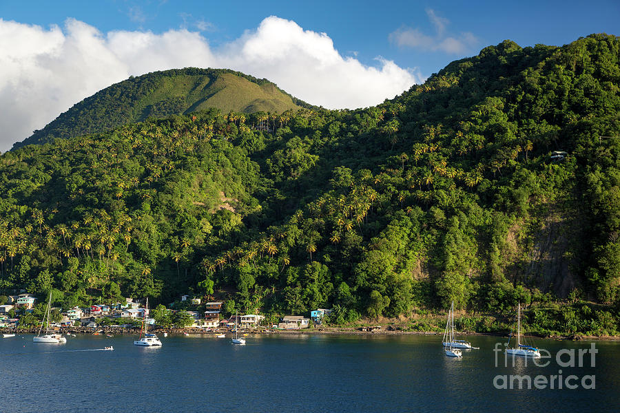 Green St Lucia Photograph by Brian Jannsen