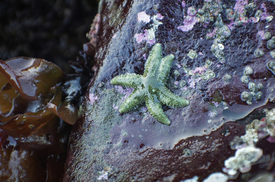 Green Starfish Photograph by Adria Trail