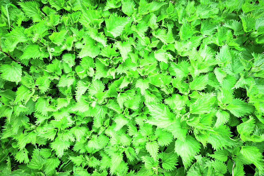 Green Stinging Nettles Weed Background Photograph by John Williams