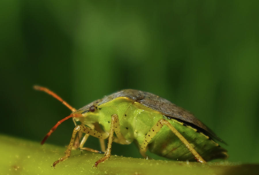Green Stink Bug Photograph by Adria Trail