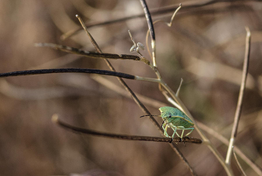 Green Stink Bug Photograph by Rick Mosher