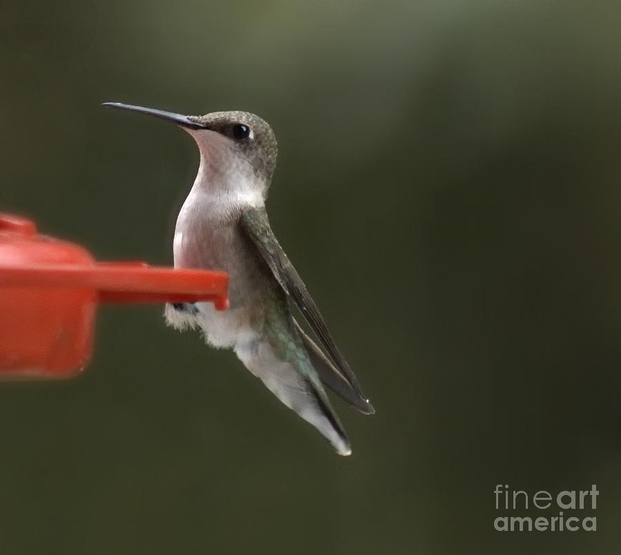 Hummingbird Photograph - Green Streak by Catherine Melvin