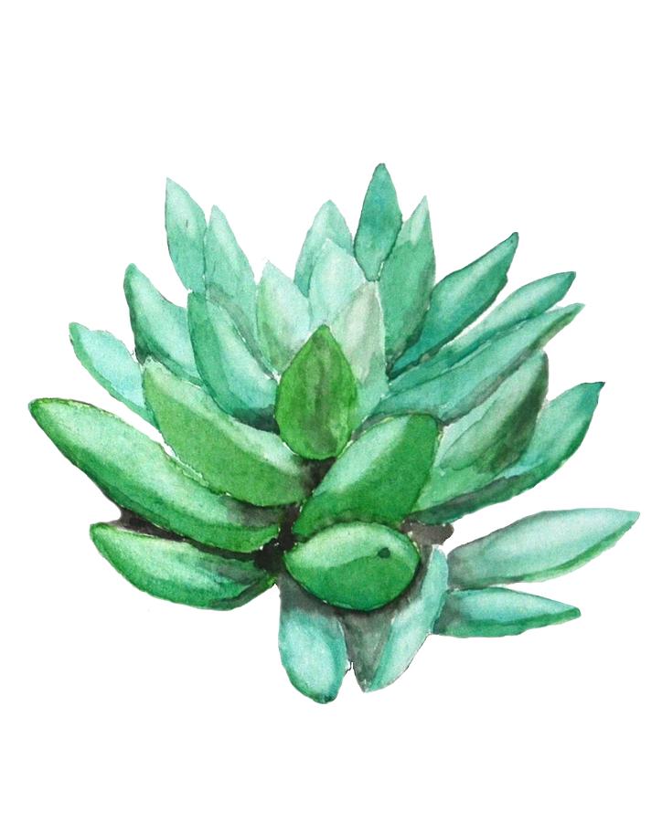 Green succulent  Painting by Color Color