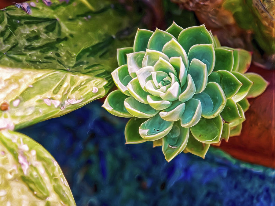Green Succulent Digital Art by Doctor MEHTA Green Succulent Digital Art by Doctor MEHTA