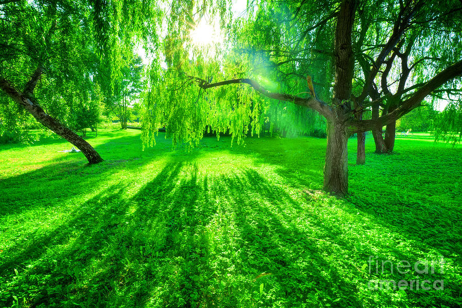 Green summer park. Sun shining through trees, leaves Photograph by Michal Bednarek