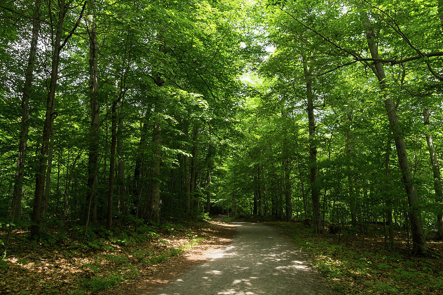 Green Sunshine - an Early Summer Forest Path Photograph by Georgia Mizuleva