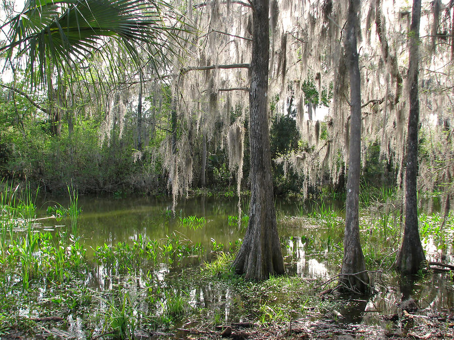 Green Swamp Photograph by Peggy Urban