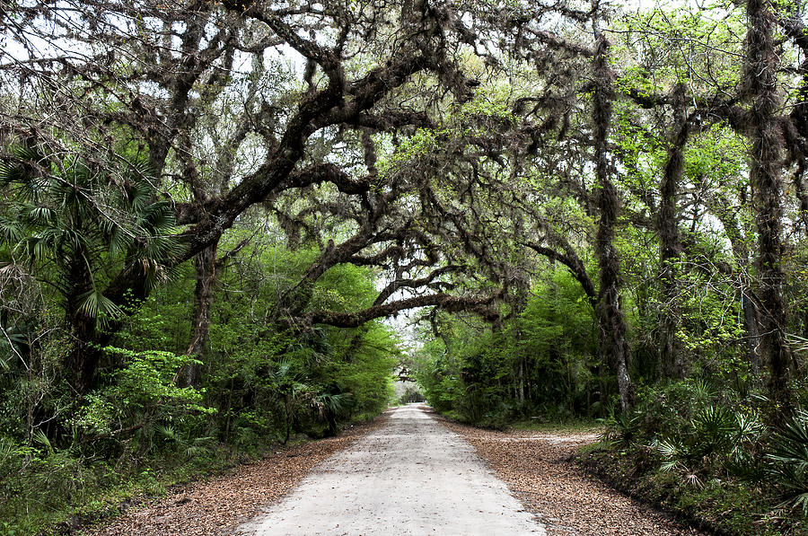 Landscape Photograph - Green Swamp Tunnel by Norman Johnson Landscape Photograph - Green Swamp Tunnel by Norman Johnson