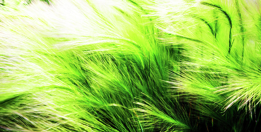 Green Swaying Grass in Summer Breeze Photograph by John Williams