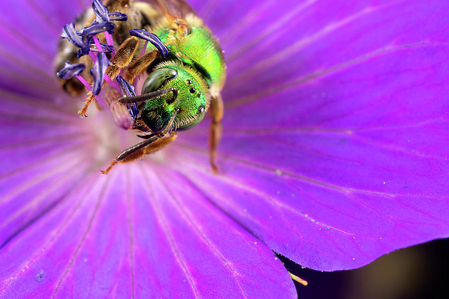 Green Sweat Bee Photograph by Brian Hale