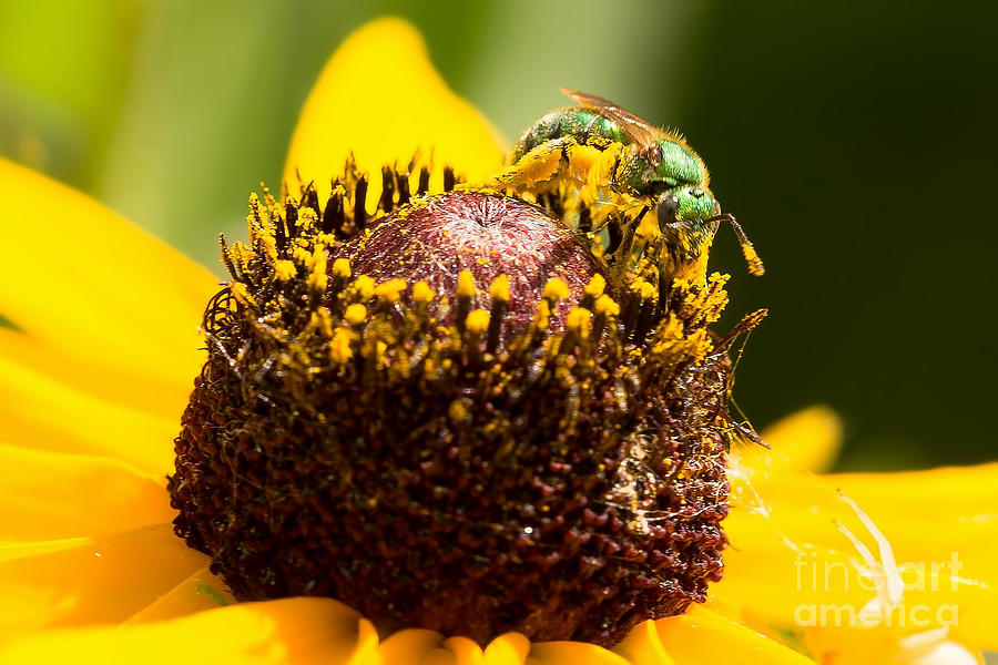 Green Sweat Bee Cover in Pollen Photograph by Nikki Vig