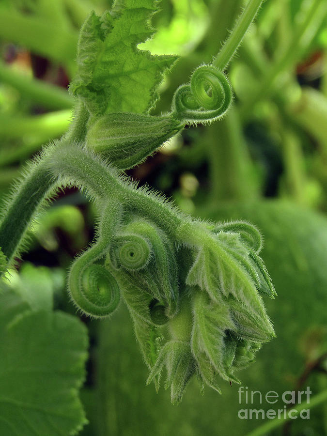 Green Swirls Photograph by Kim Tran