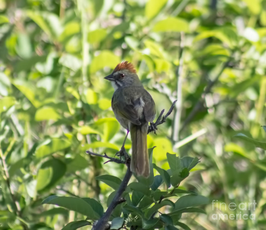 Green-Tailed Towhee Photograph by Steven Parker