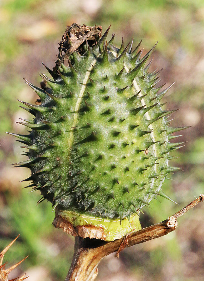 Green Thorn Apple Photograph by William Selander