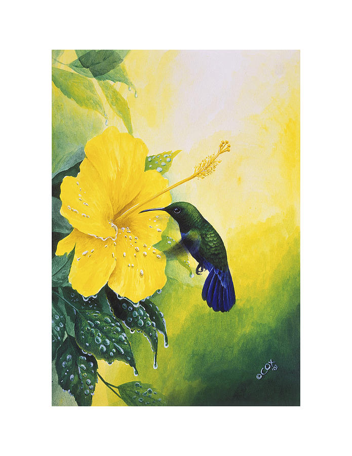 Green-throated Carib Hummingbird and yellow hibiscus Painting by Christopher Cox
