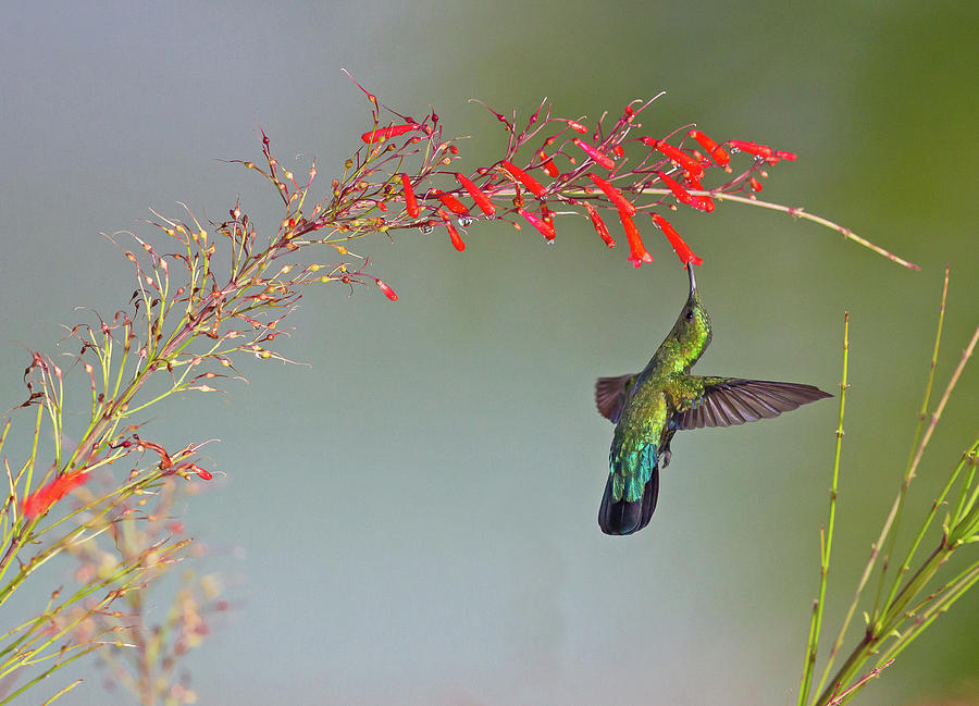 Green-throated Carib Photograph by Jean-Luc Baron