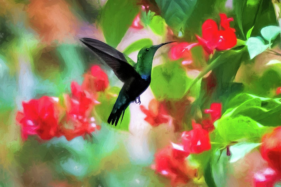 Green-throated Caribs - Hummingbirds, Barbados Photograph by Eric Drumm ...