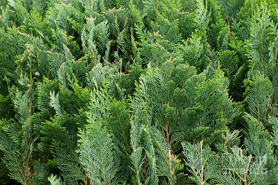 Green Thujas foliage abstract Photograph by Arletta Cwalina | Fine Art ...