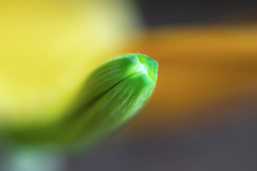 Green Tip by Deborah Scannell Green Tip by Deborah Scannell