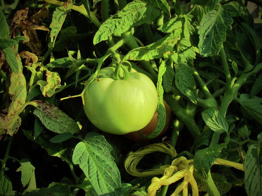 Green Tomato Photograph by Cynthia Guinn