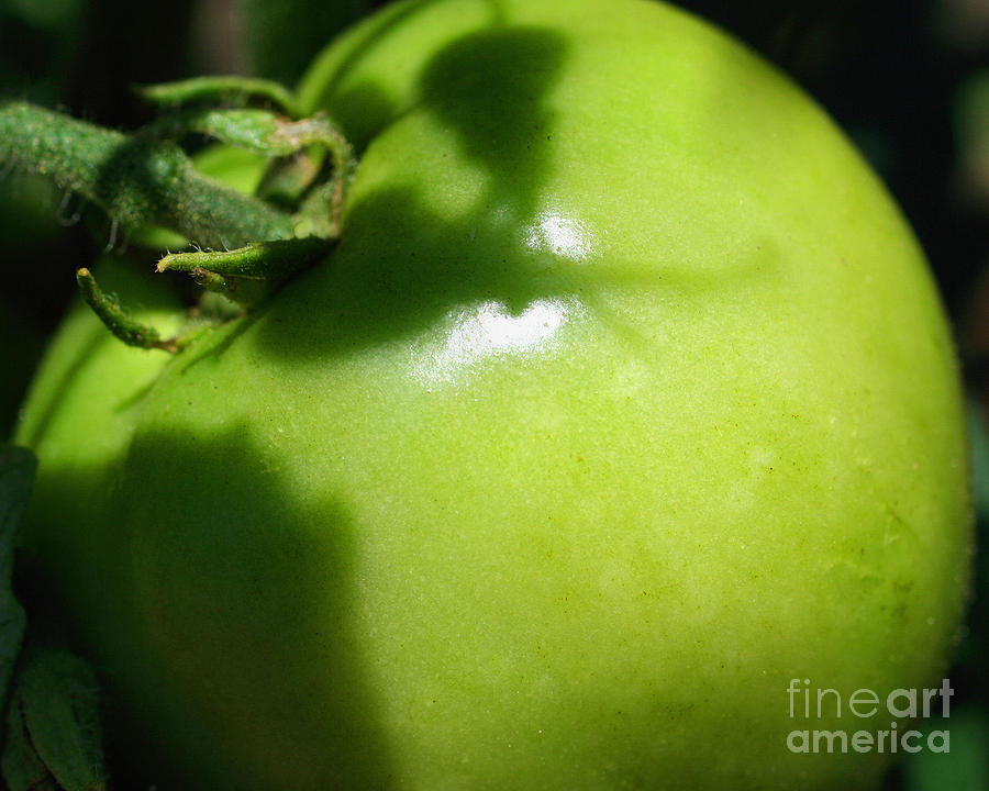 Green Tomato Photograph by Smilin Eyes Treasures