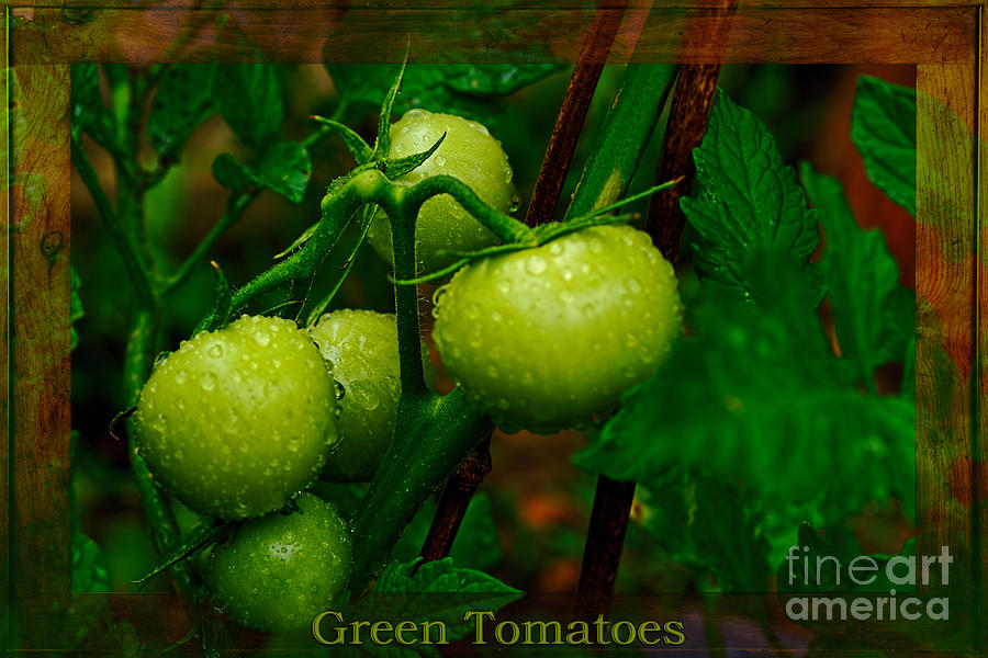 Tomato Photograph - Green Tomatoes by Kaye Menner by Kaye Menner