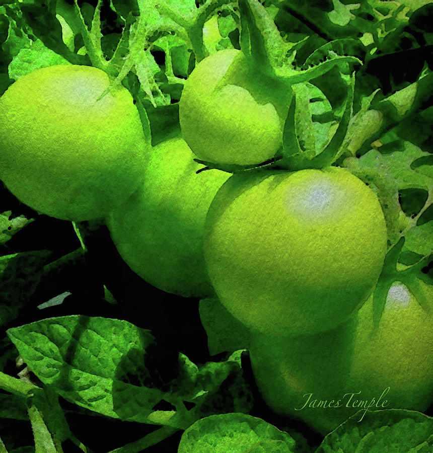 Green Tomatoes Digital Art by James Temple