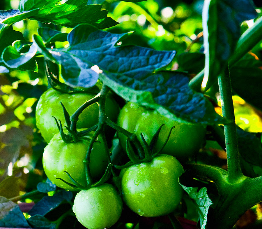 Tomato Photograph - Green Tomatoes by John Toxey
