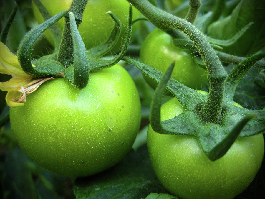 Tomato Photograph - Green Tomatoes No.1 by Kamil Swiatek