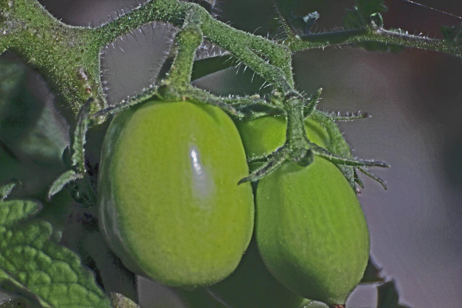 Green Tomatoes on the Vine 2 7172017 7545 Photograph by David Frederick