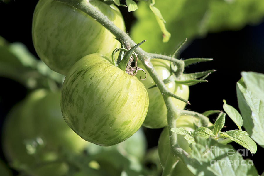 Green Tomatoes Photograph by Teresa Zieba