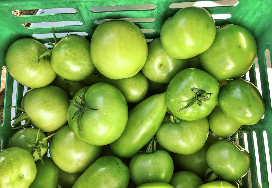 Green tomatoes Photograph by Tom Gowanlock