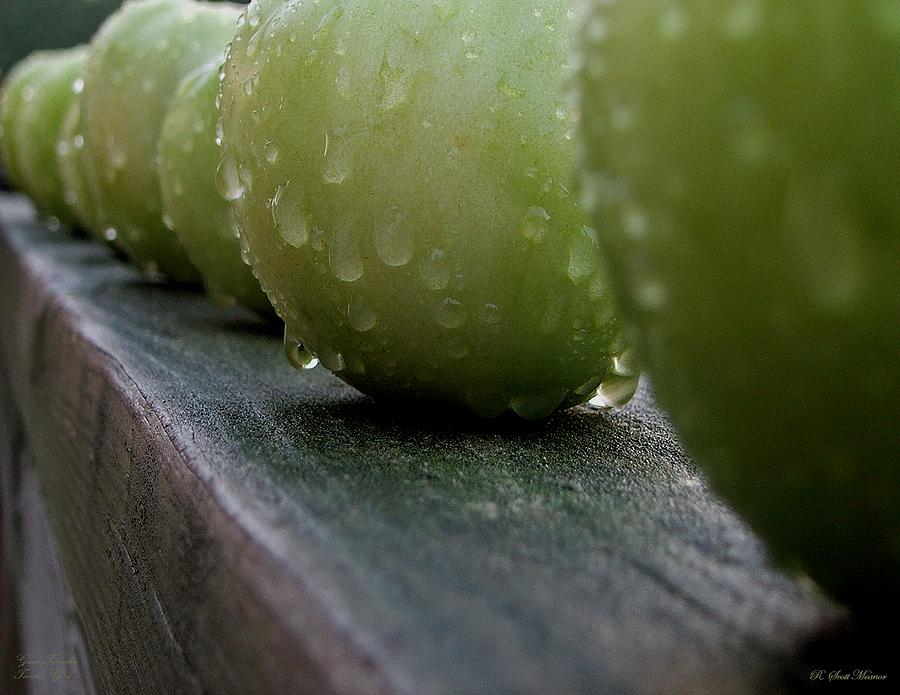 Green Tomatos Photograph by Robert Meanor