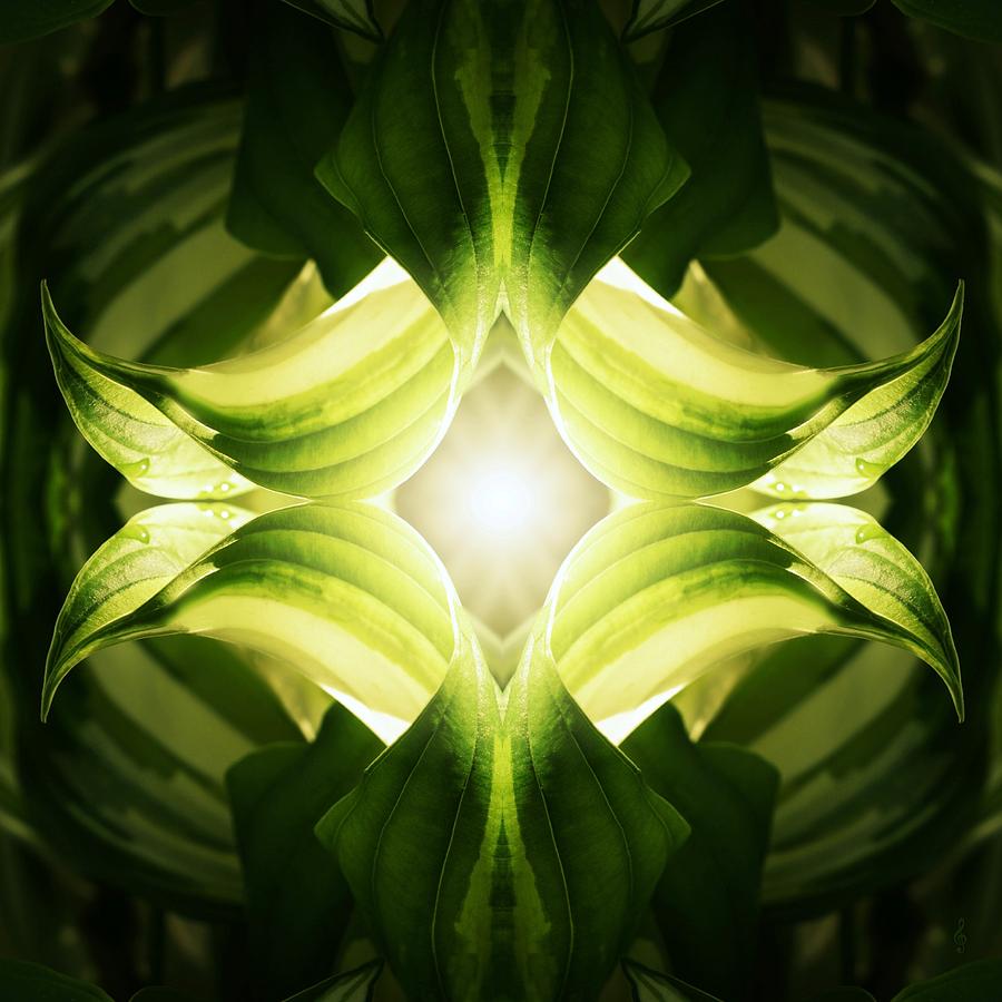 Hosta by Treble Stigen Hosta by Treble Stigen