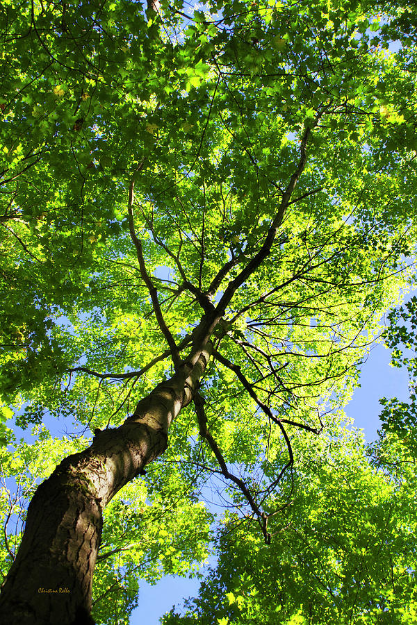 Summer Tree Canopy Photograph by Christina Rollo