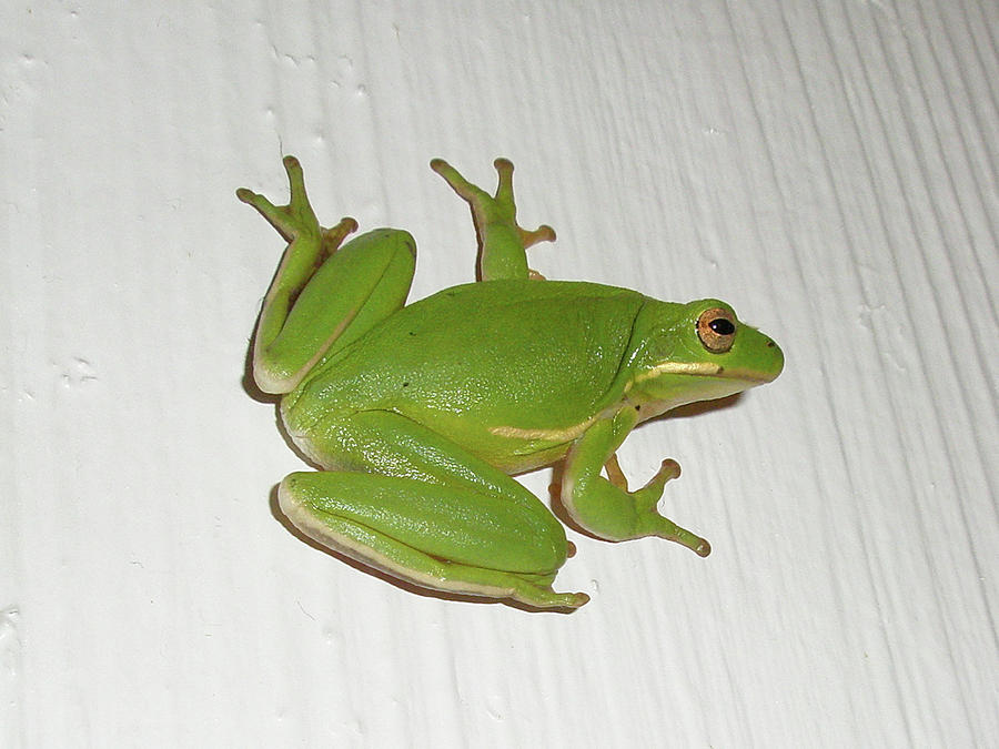Wildlife Photograph - Green Tree Frog - Hyla cinerea by Carol Senske