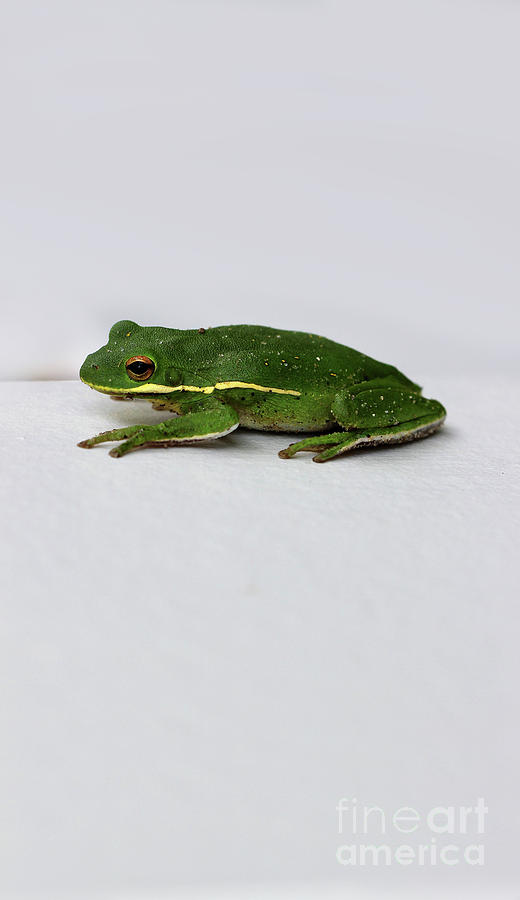 Green Tree Frog 2016 Photograph by Karen Adams