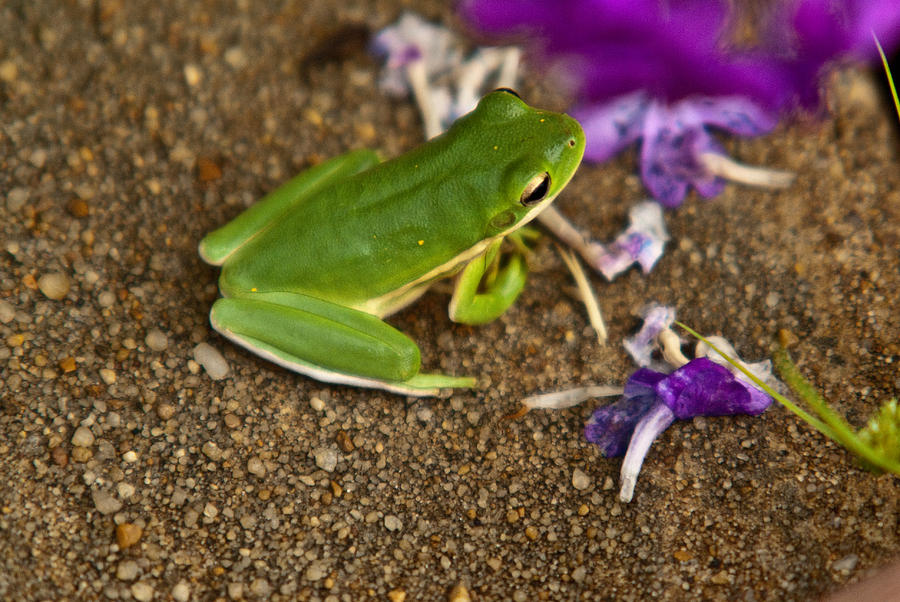 Green Tree Frog and Flowers Photograph by Douglas Barnett