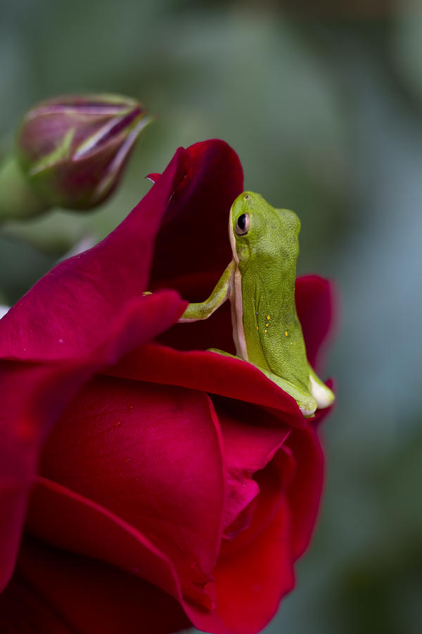 Green Tree Frog and Red Roses Photograph by Kathy Clark