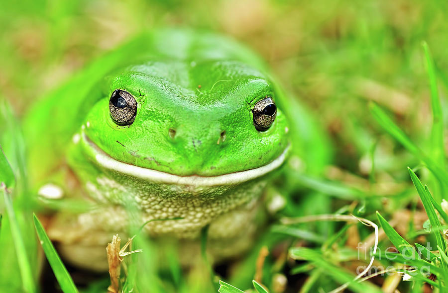 Amphibians Photograph - Green Tree Frog by Kaye Menner