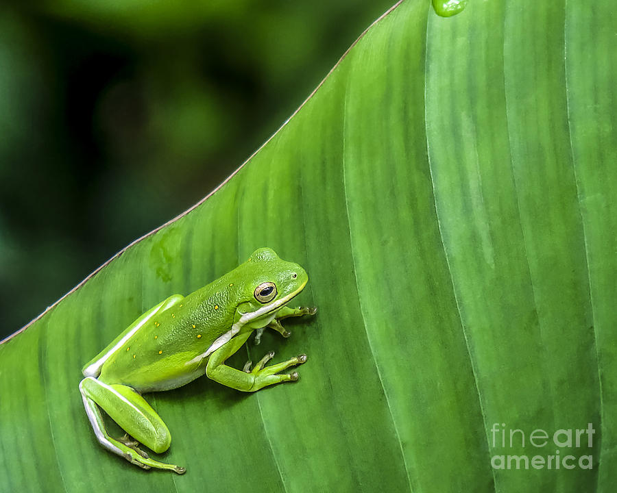 Green Tree Frog Photograph by Ken Frischkorn