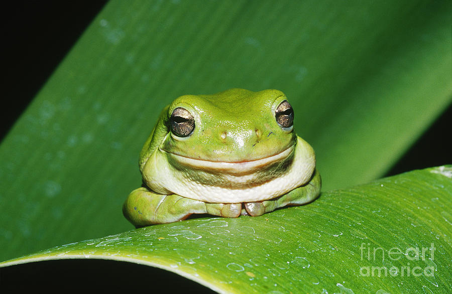 Green Tree Frog Litoria Caerulea Photograph by B. G. Thomson