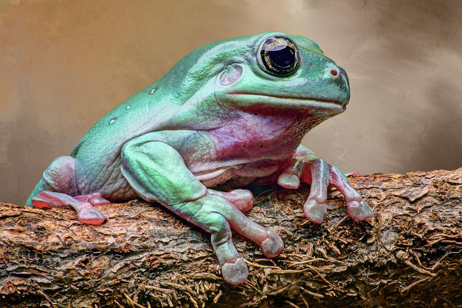 Green Tree Frog Photograph by Nikolyn McDonald