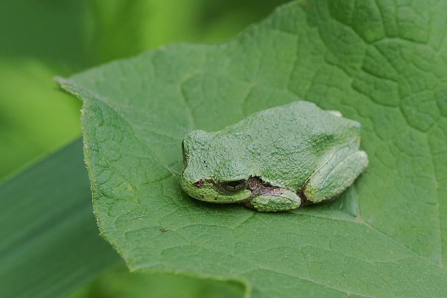 Green Tree Frog Photograph by Paul Freidlund