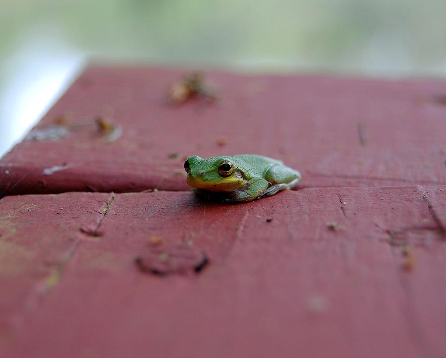 Green Tree Frog Photograph