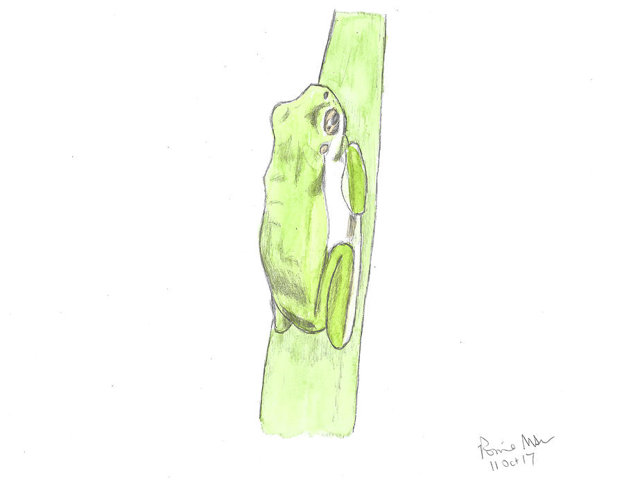 Green Tree Frog Mixed Media by Ronnie Maum