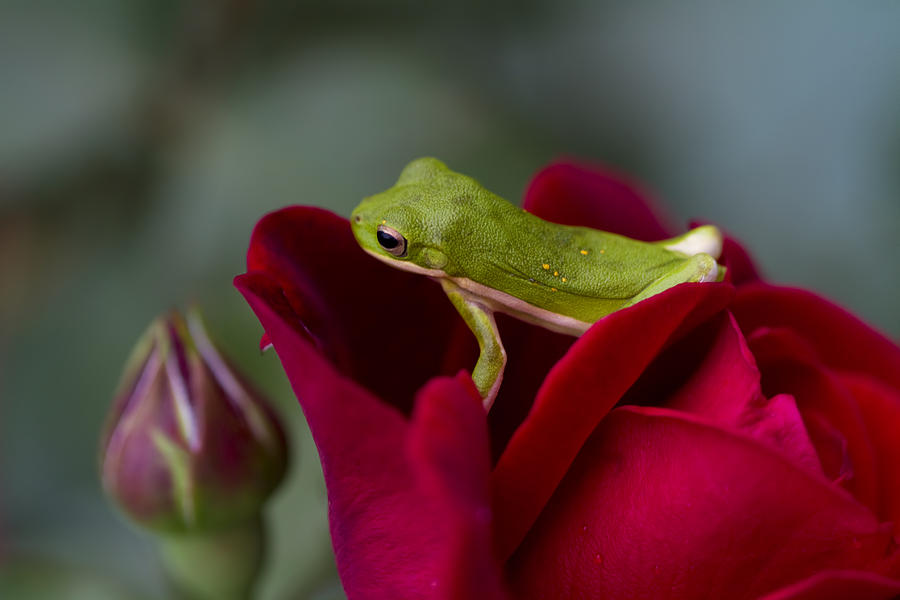 Green Tree Frogs and Red Roses Photograph by Kathy Clark