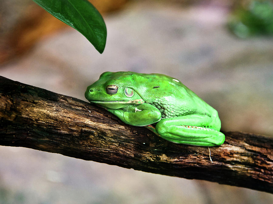 Wildlife Photograph - Green Tree Frogs Declining In The Wild by Miroslava Jurcik