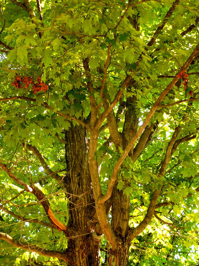 Summer Painting - Green tree in park 10 by Jeelan Clark