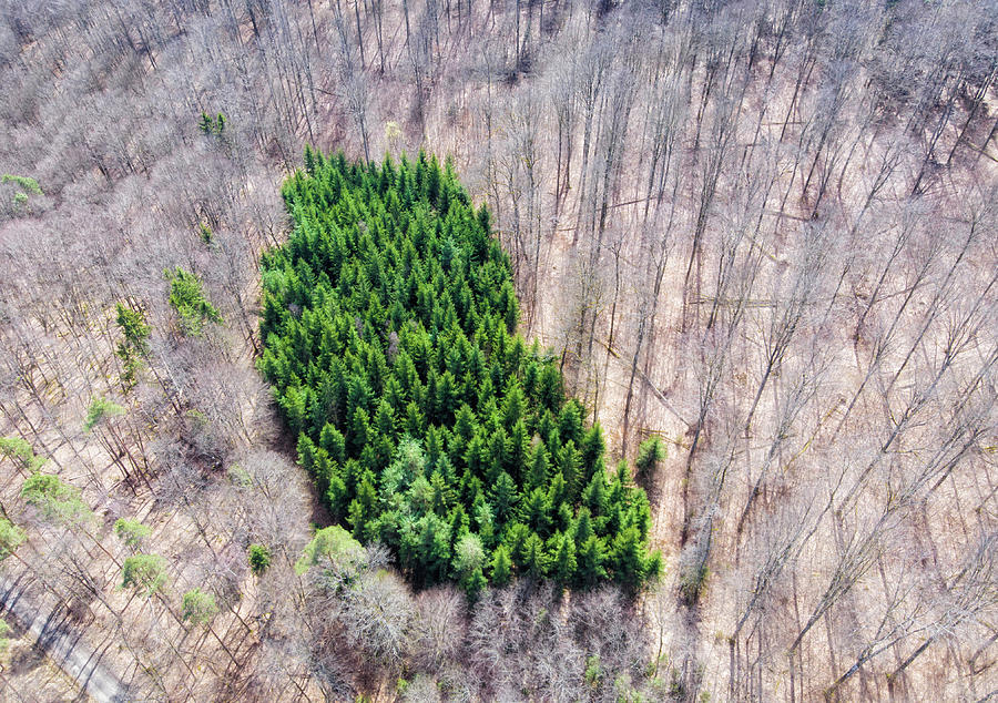 Green Tree Island in March Forest from above Photograph by Matthias Hauser